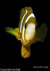 Clownfish taken at Lady Elliot Island near Hervey Bay Sou... by Bill Van Eyk 